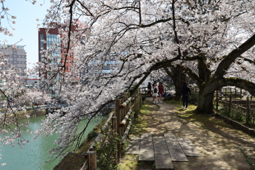 福井城の桜