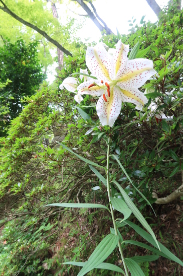 鬼百合