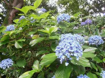 紫陽花